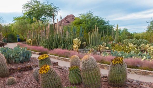 desert botanical